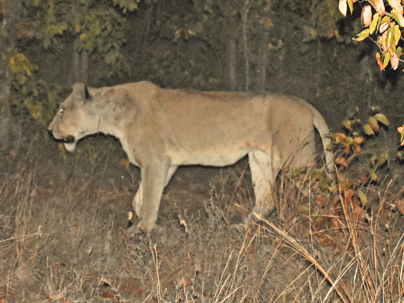 Kruger Adventure Lodge