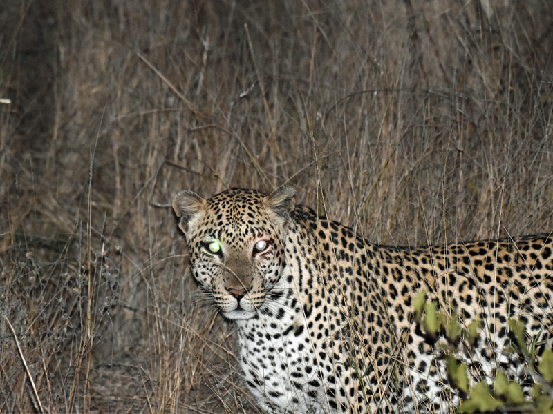 Kruger Adventure Lodge