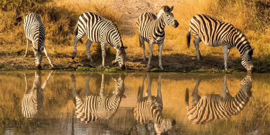 Marloth Kruger Bush Villa image 2