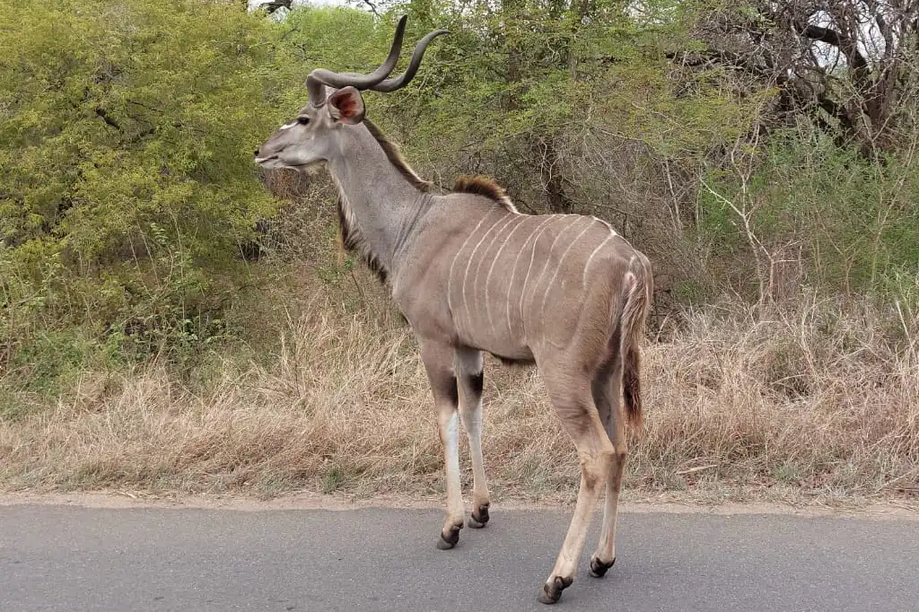Eye of Kruger image 3