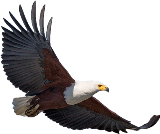Flight of the Eagle @ Kruger in Primrose 2
