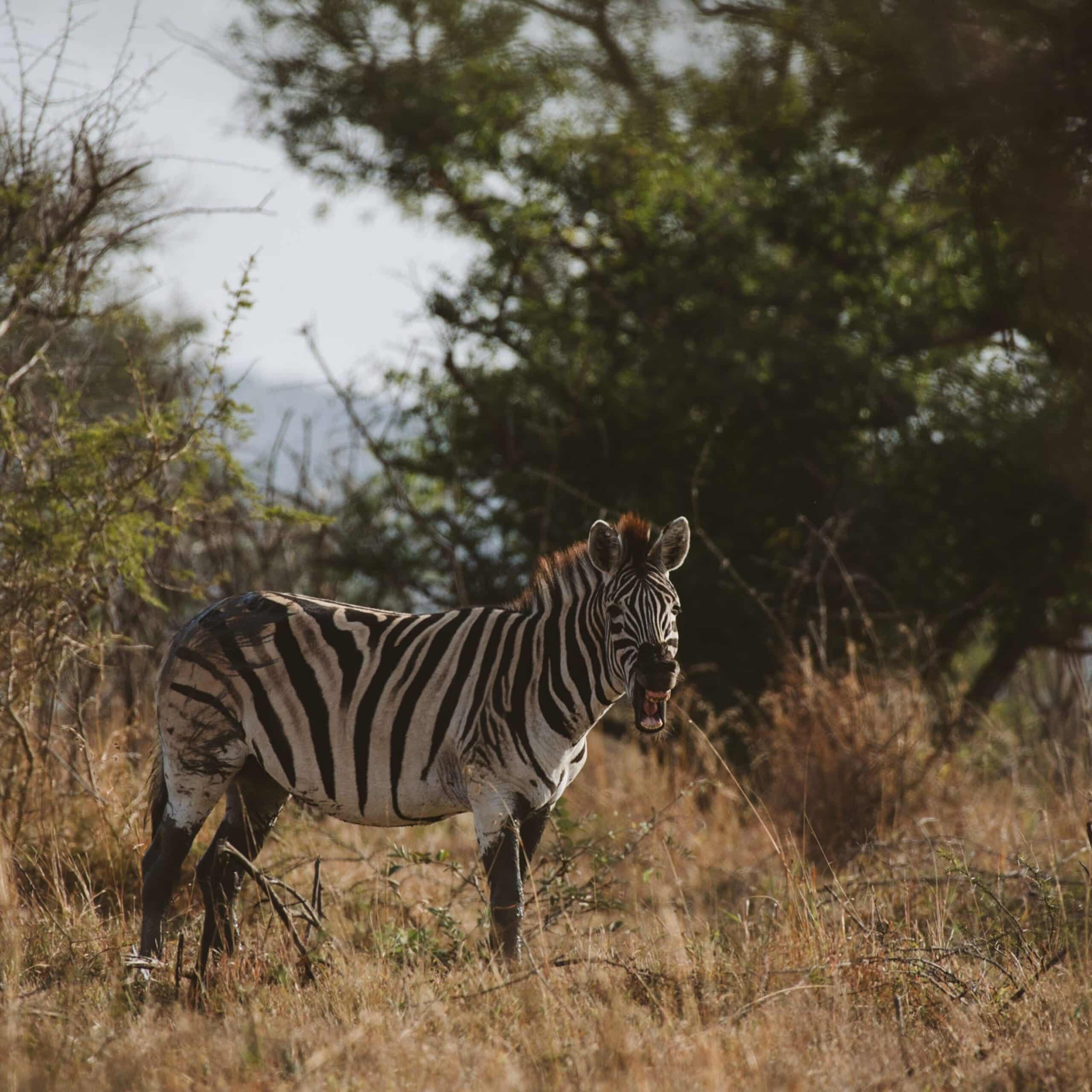 mFulaWozi Wilderness Private Game Reserve