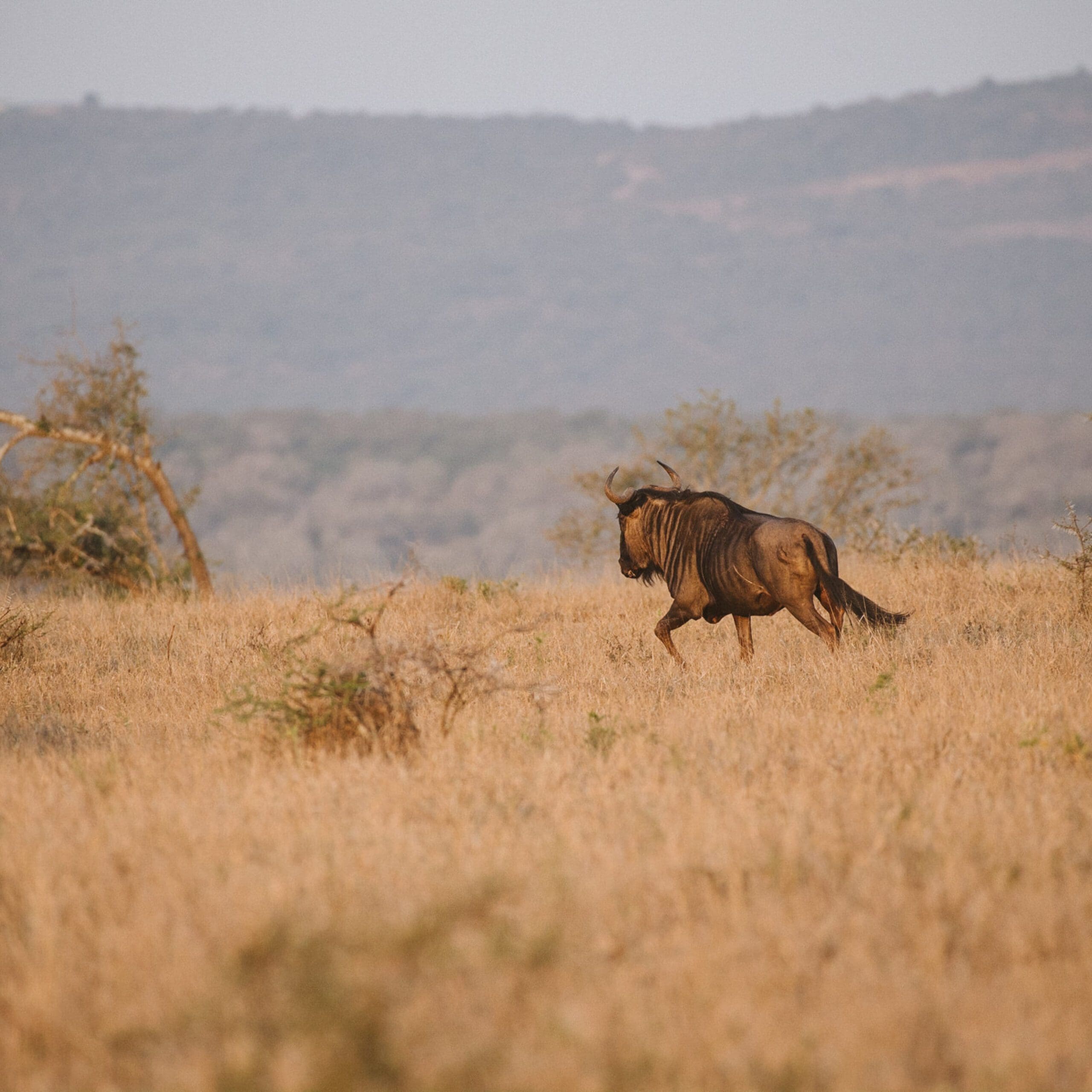 mFulaWozi Wilderness Private Game Reserve