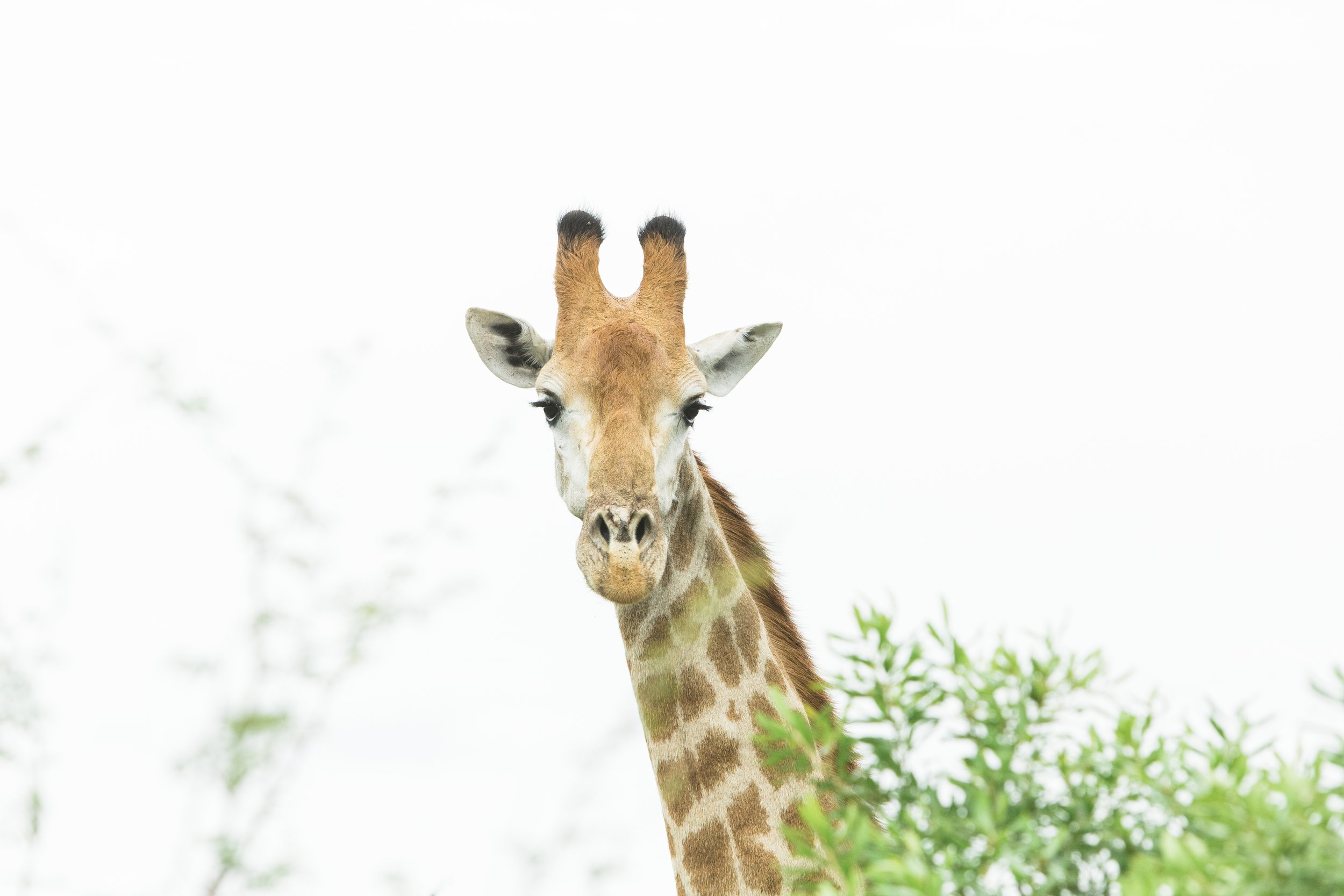 Kruger River Lodge image 3