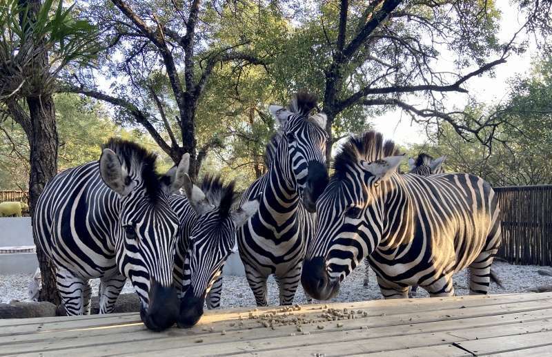 Nokuthula Bush Retreat image 2