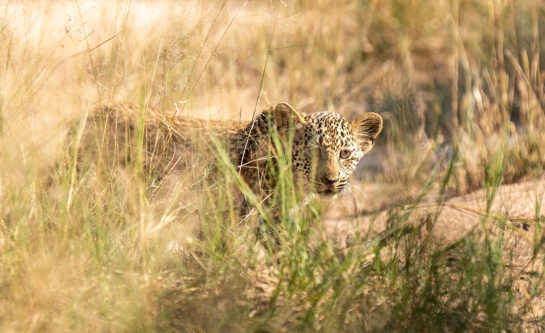 Nokuthula Bush Retreat image 3