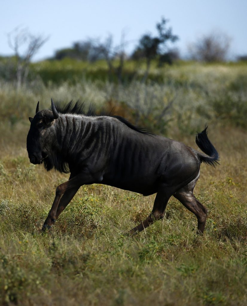 Plett Game Reserve
