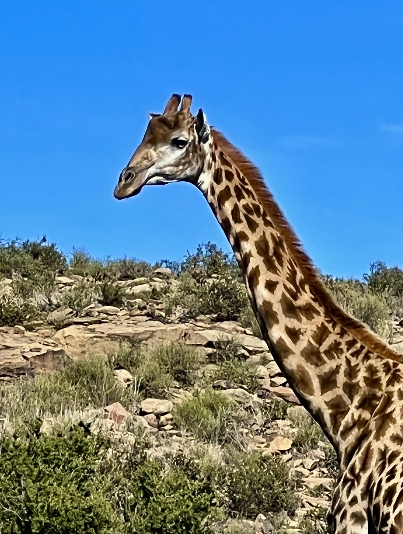 Bloemhof Karoo Guest Farm image 4