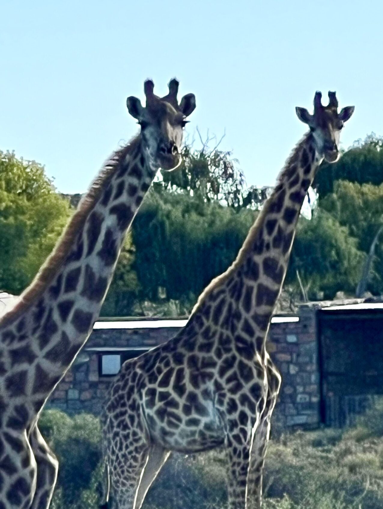 Bloemhof Karoo Guest Farm image 5