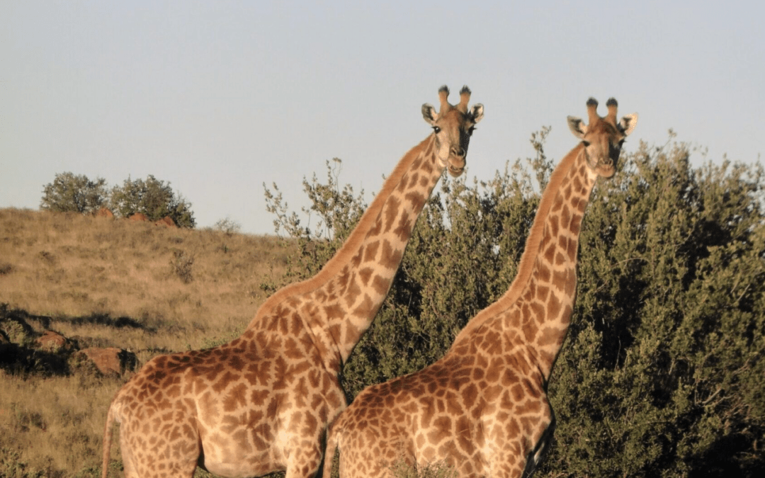 Bloemhof Karoo Guest Farm image 3
