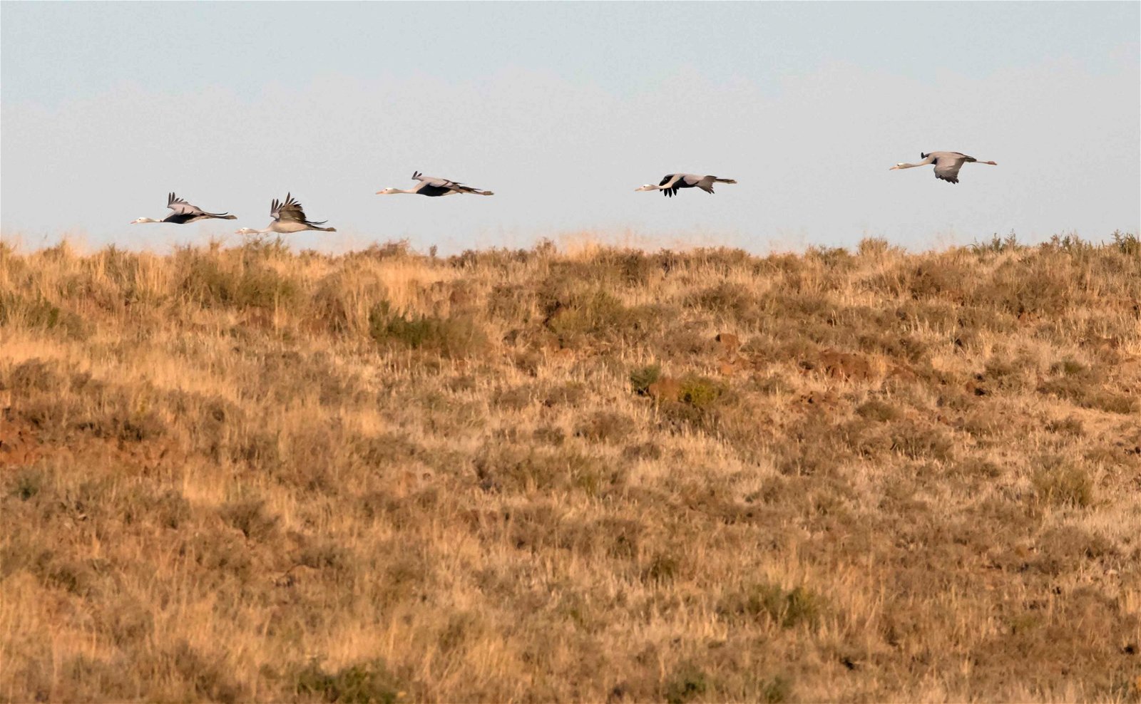 KhoiSan Karoo Conservancy