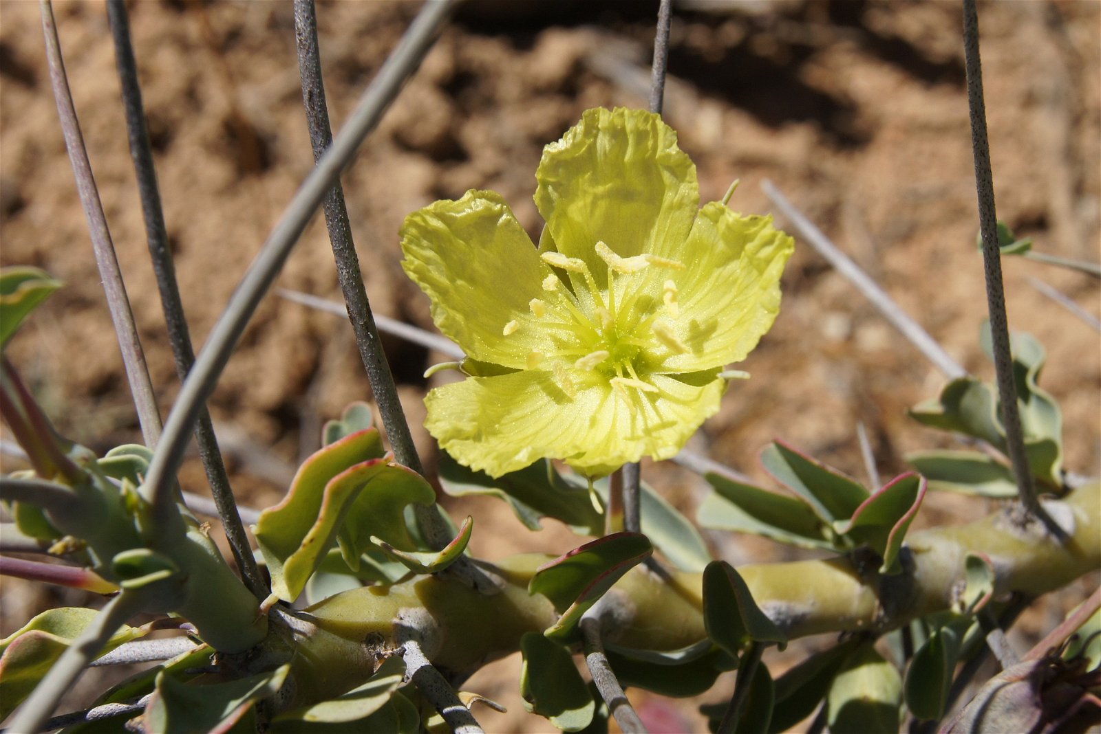 Caro's Karoo Home Accommodation image 3