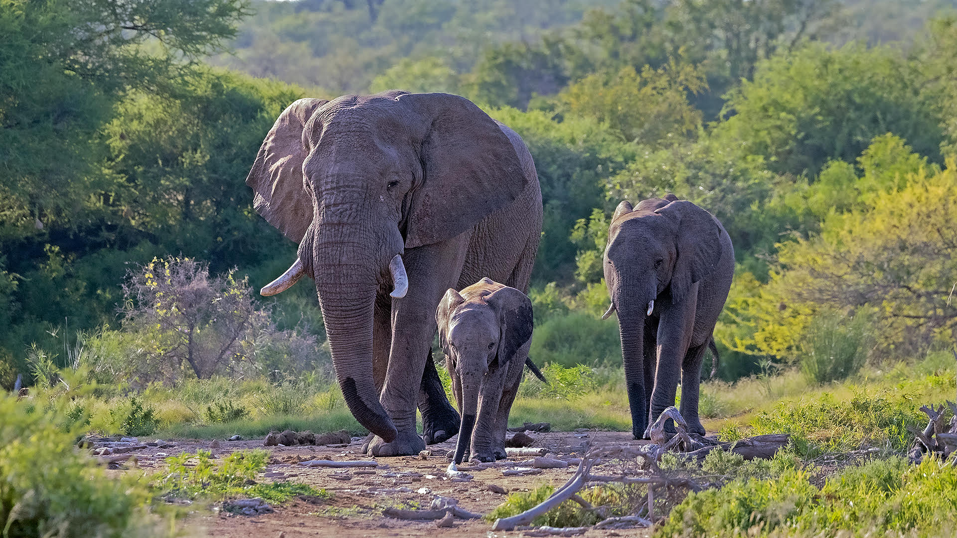 Limpopo-Lipadi