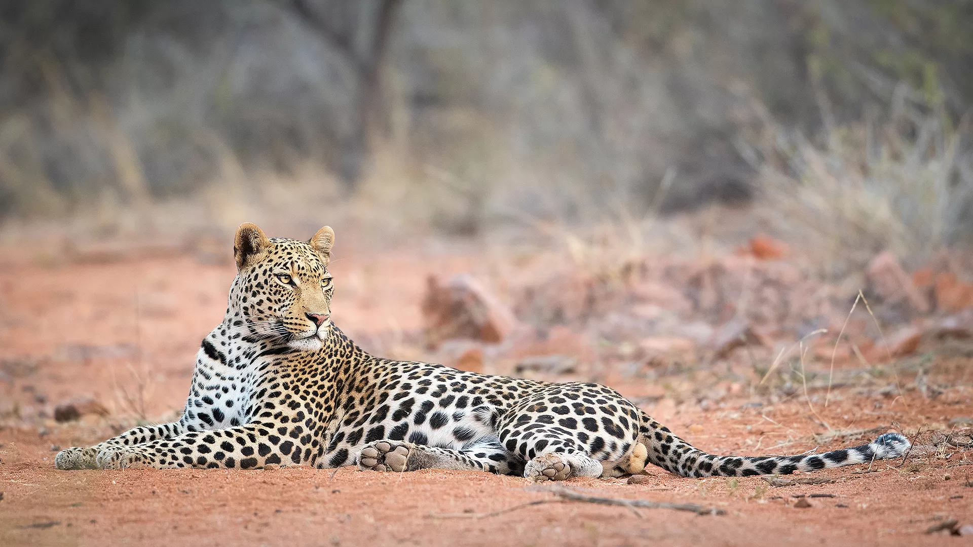 Limpopo-Lipadi