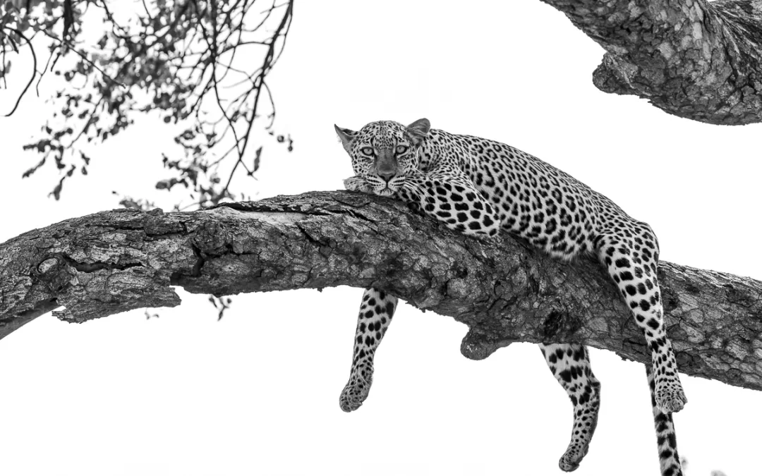 Limpopo-Lipadi
