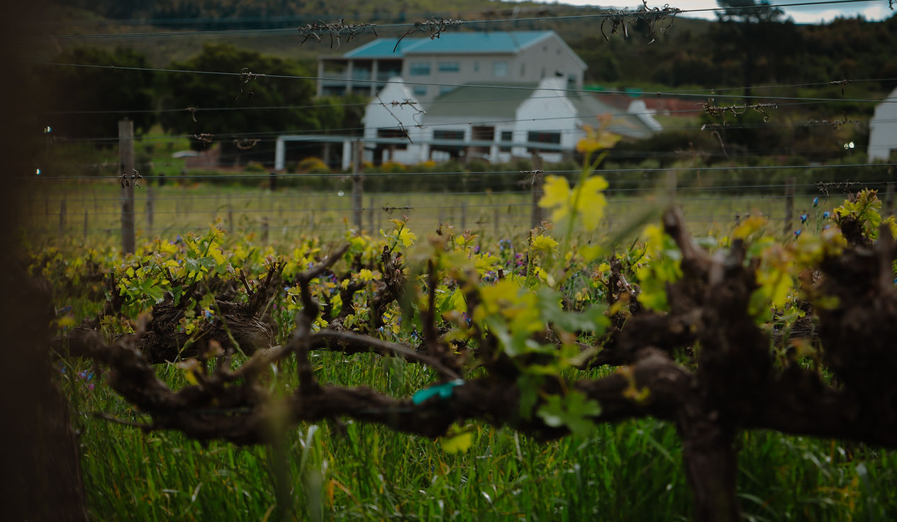 Capelands Wine Farm & Guesthouse image 2
