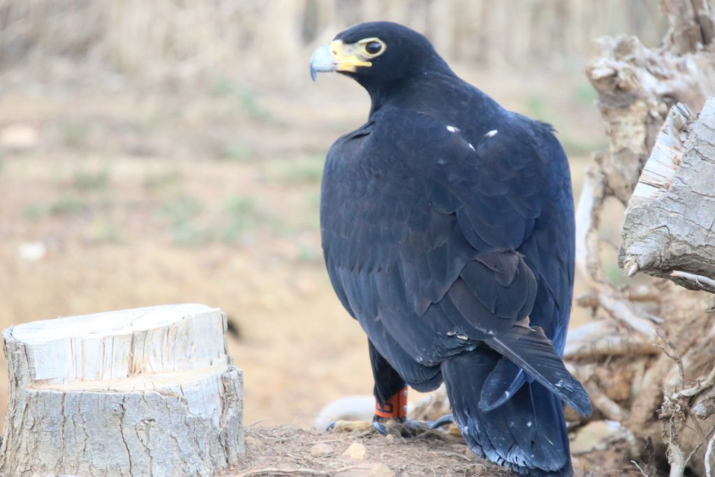 Black Eagle Lodges