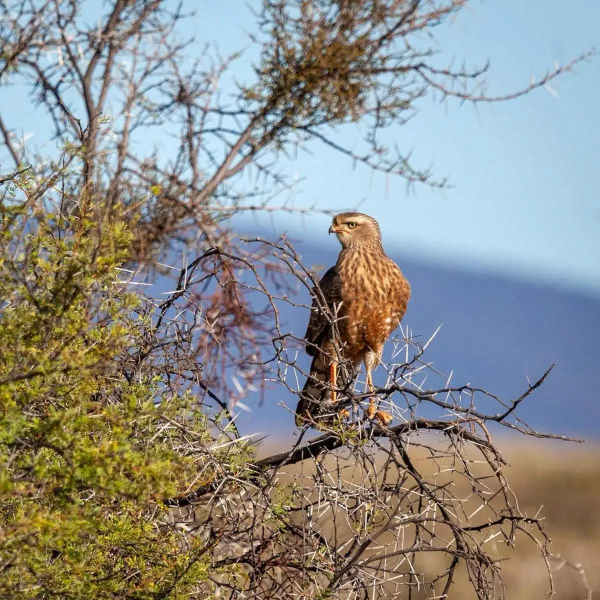 Inverdoorn Private Game Reserve