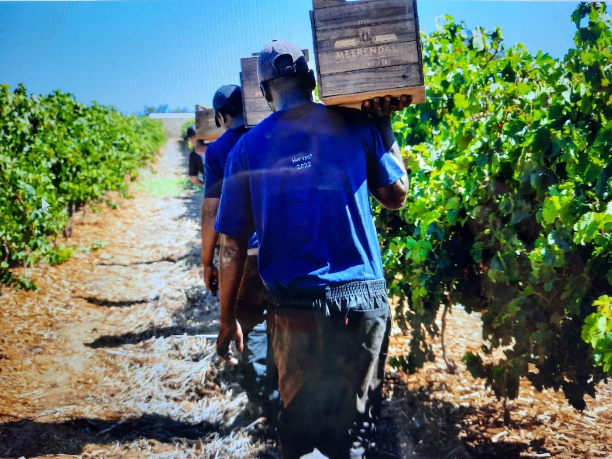 Meerendal Wine Estate