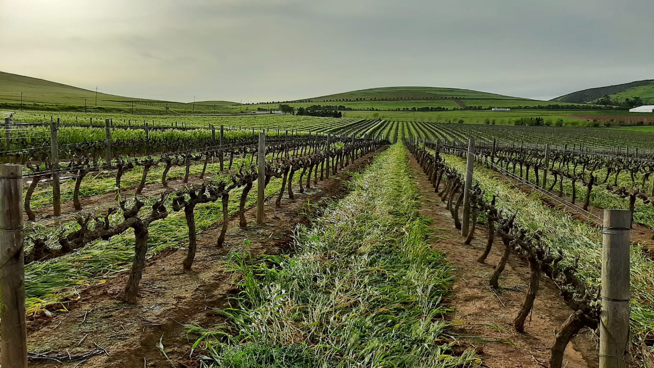 Meerendal Wine Estate