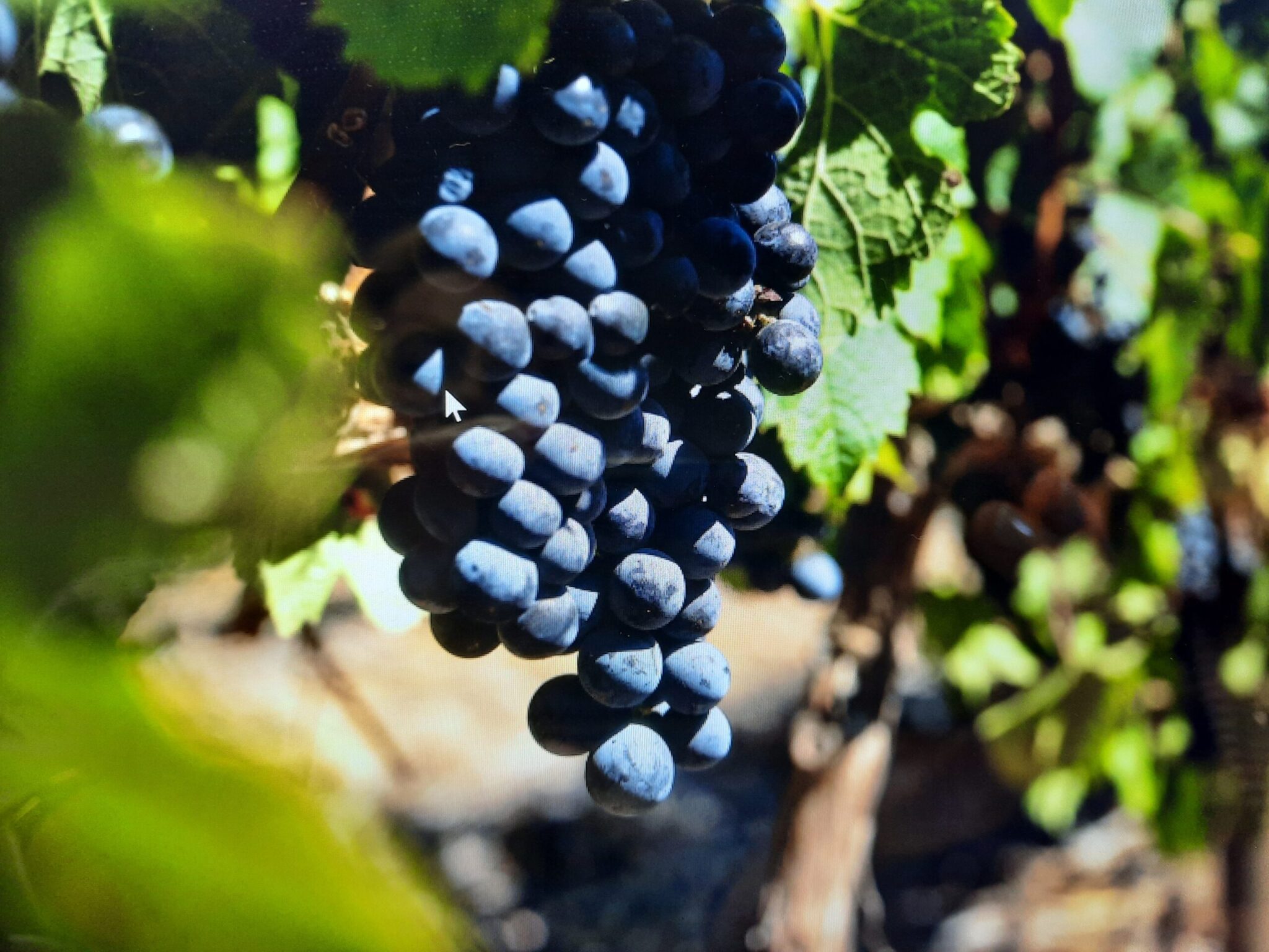 Meerendal Wine Estate