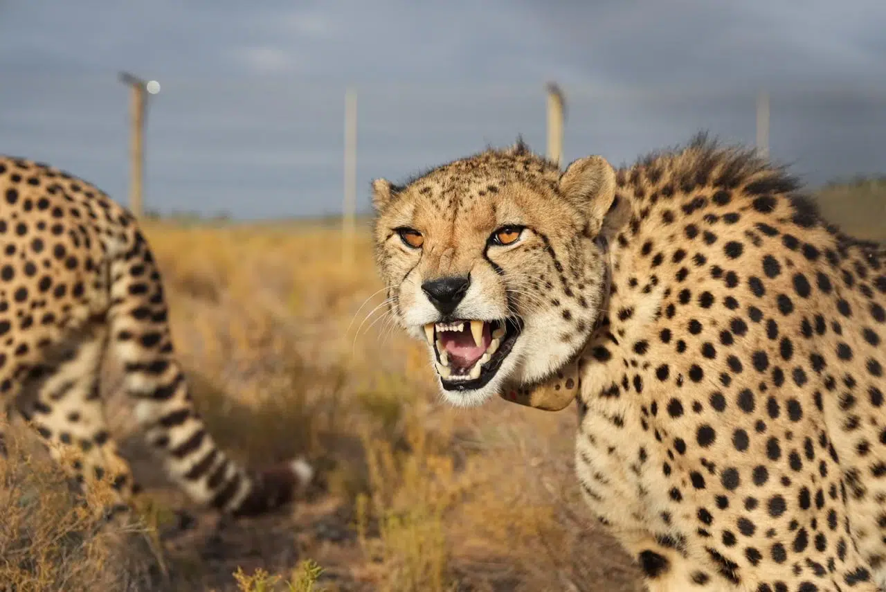 Mont Eco Private Game Reserve