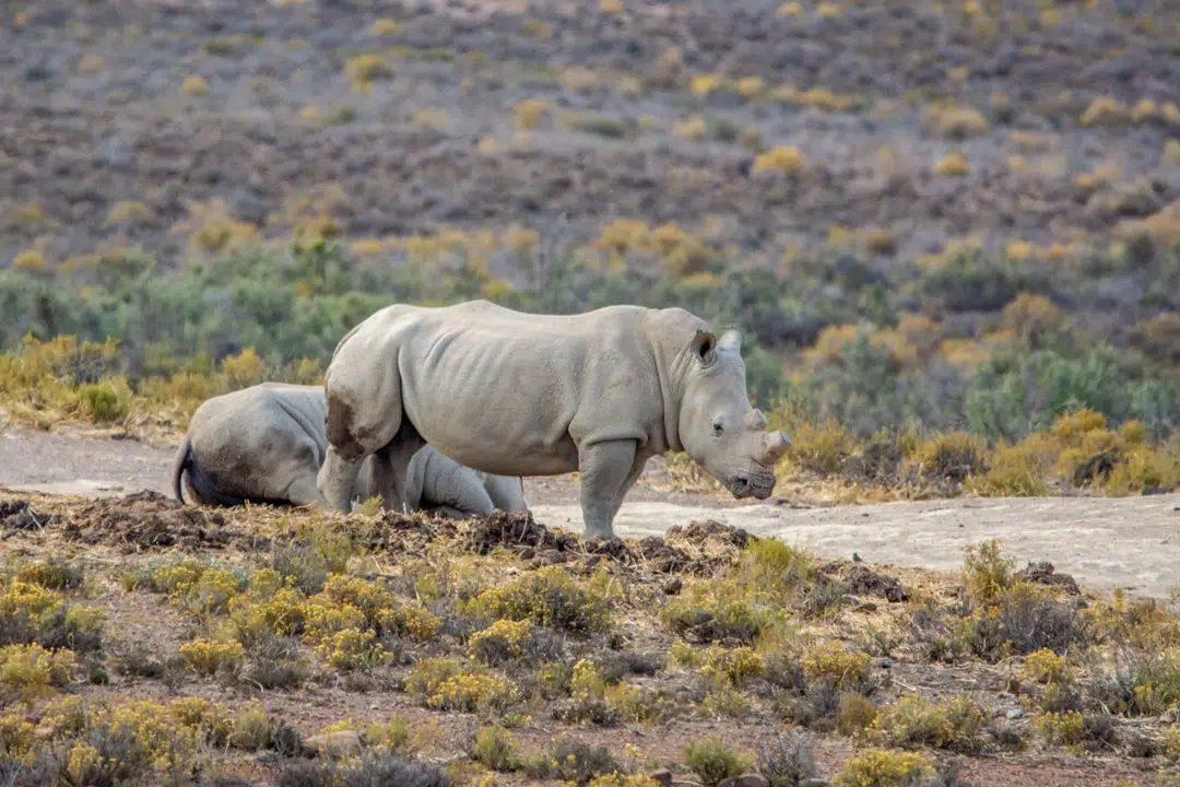 Mont Eco Private Game Reserve