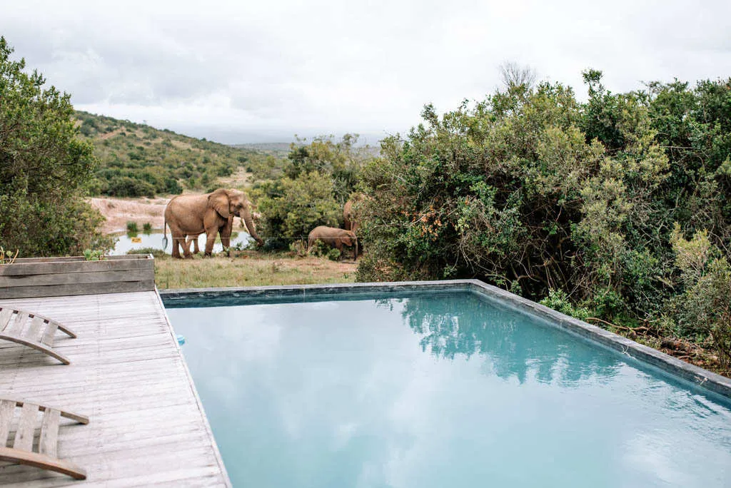 Elephants near a pool with deck chairs in a lush green landscape