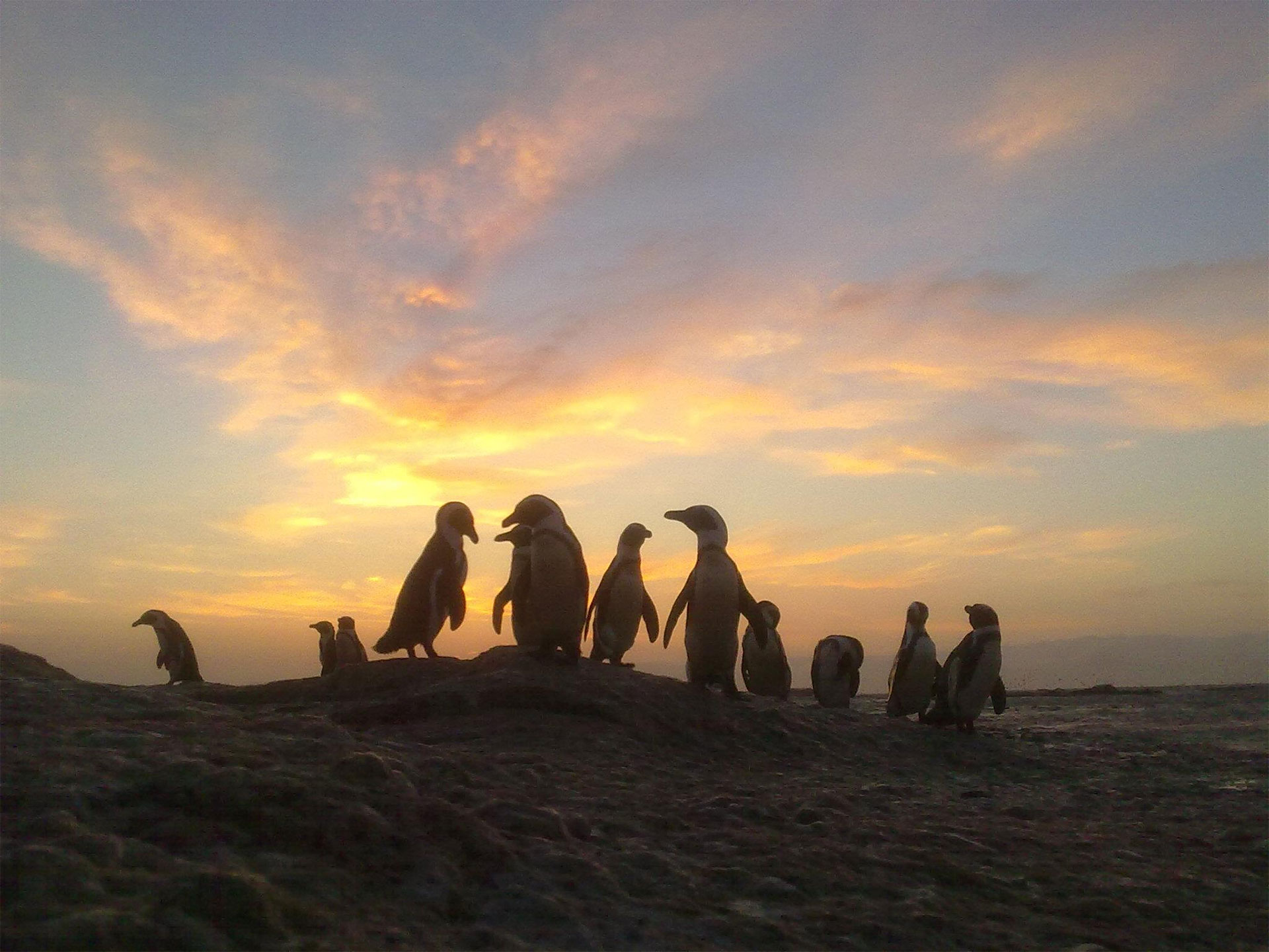 Boulders Beach Hotel image 3