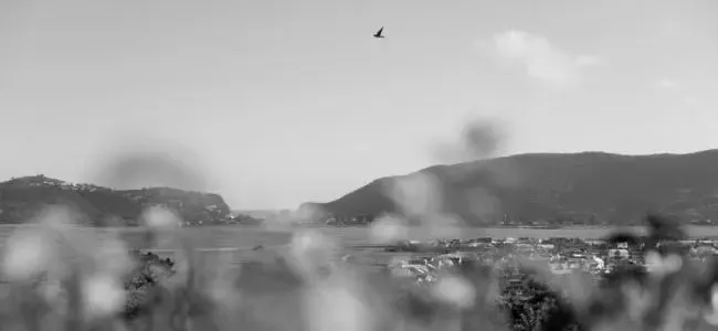 Black and white landscape with a bird flying over hills and blurred foreground