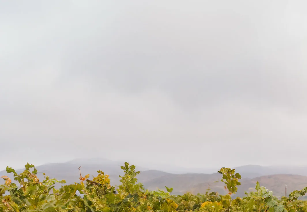 Excelsior Wine Estate