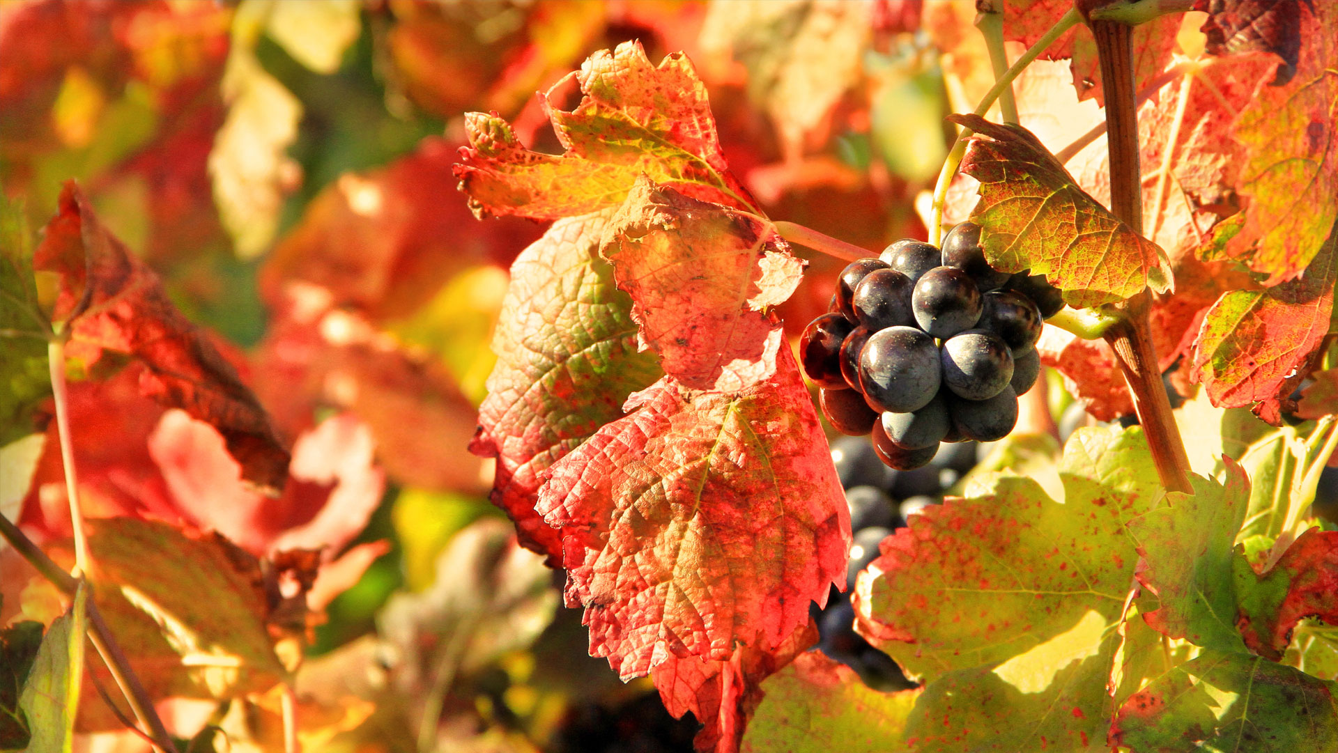 Cana Vineyard Guesthouse
