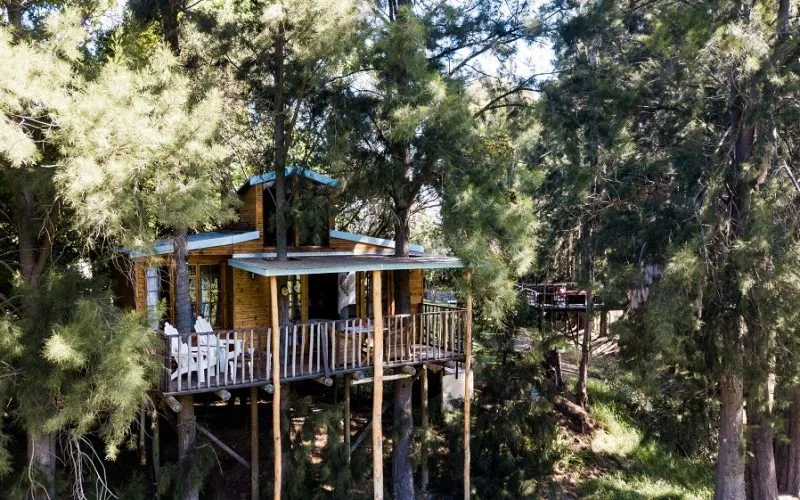 Wooden treehouse with a deck surrounded by tall trees in a forest