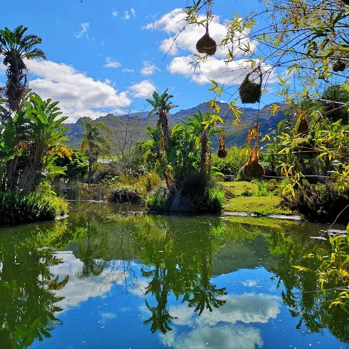 Pond with palm trees and hanging plants mountains in the background