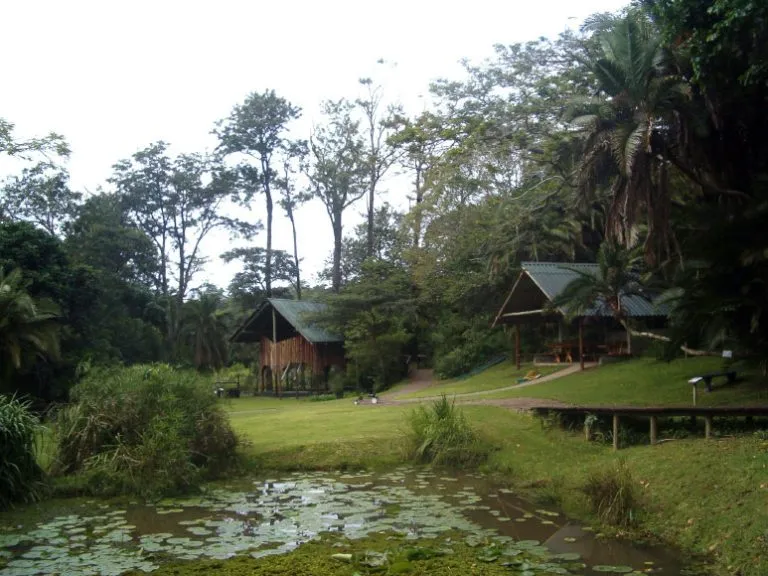 Wooden cabins in a lush forest with a pond in the foreground