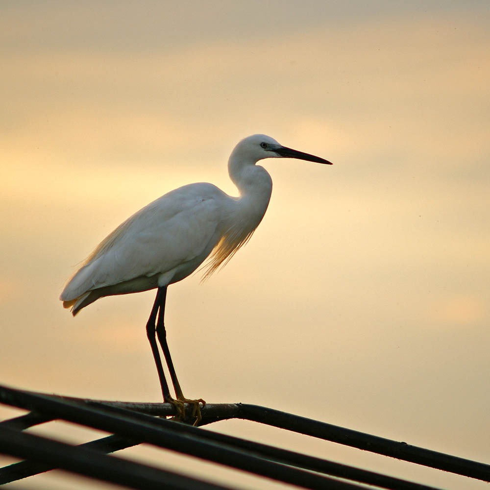 Pelican Lodge Guesthouse