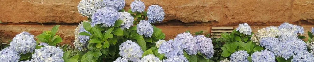Blue and white hydrangeas blooming against a stone wall