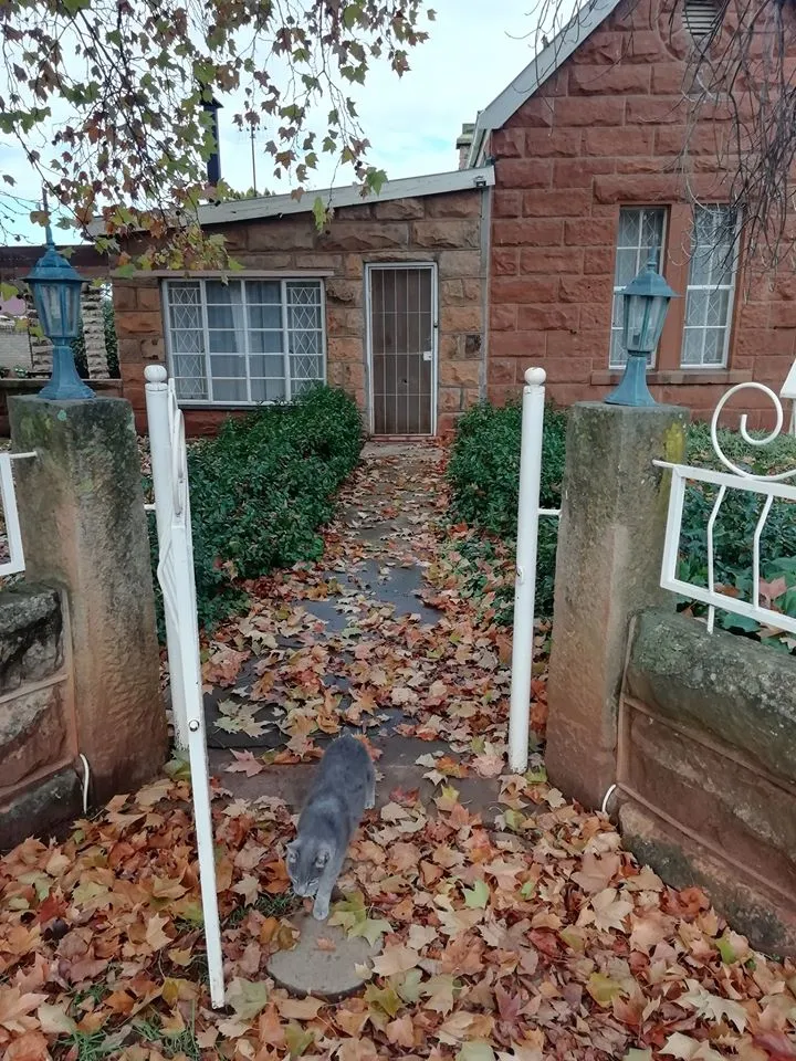 A cat on a leafcovered path leading to a brick house