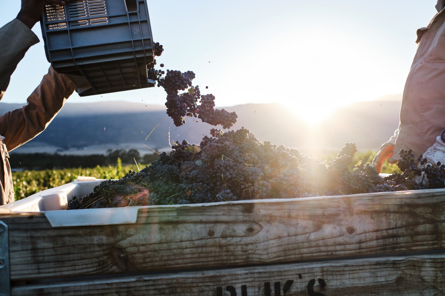 Rijk's Wine Estate & Guesthouse