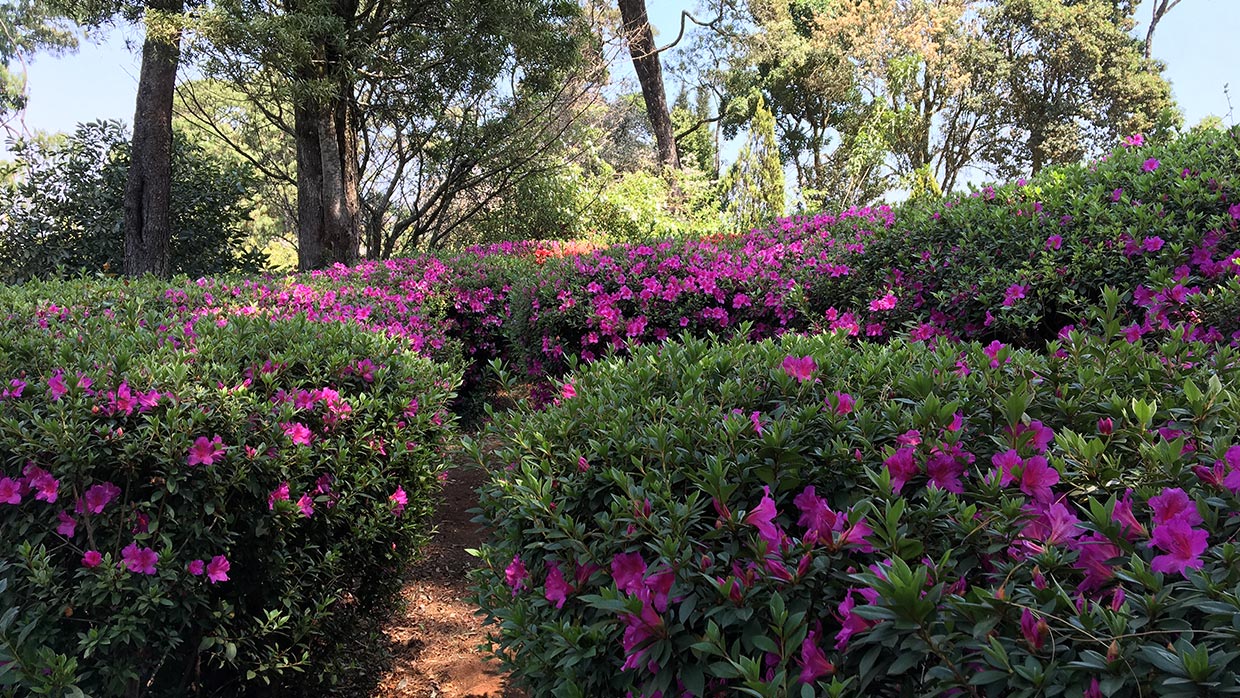 Kuhestan Organic Farm