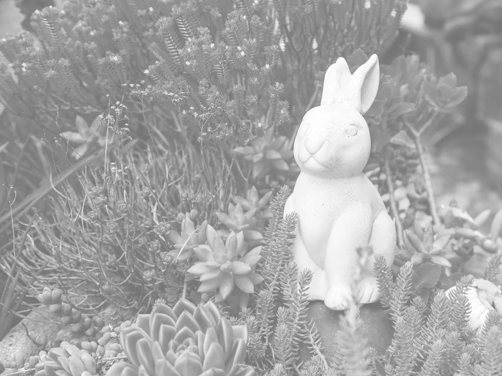 White rabbit statue among various plants and succulents in a garden