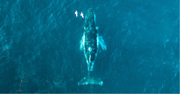 Whale Of Time