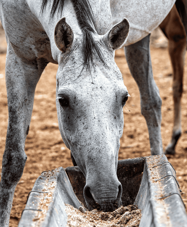 Waterberg Guesthouse