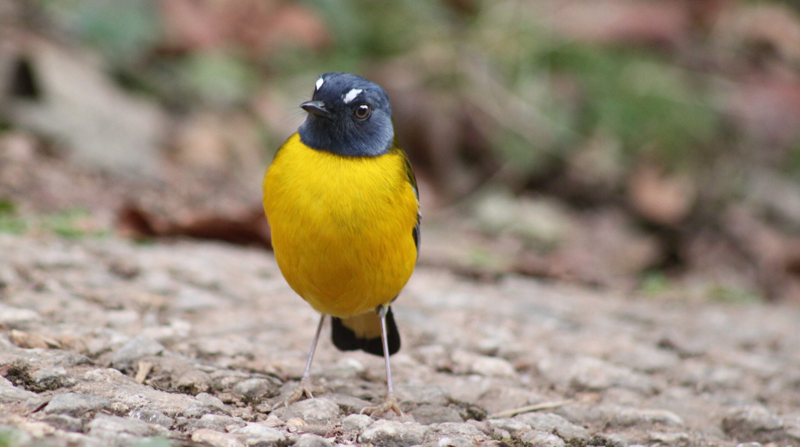 Magoebaskloof Birders Cottages