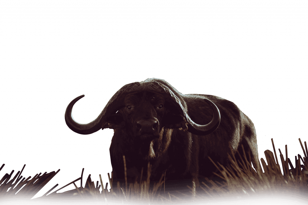 Bonwaphala Game Lodge