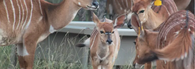 Bosveld Game Lodge