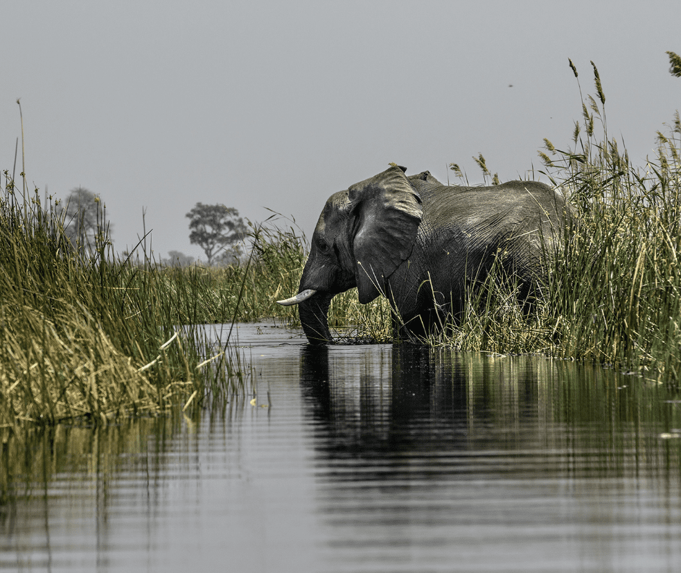 Boteti Tented Safari Lodge