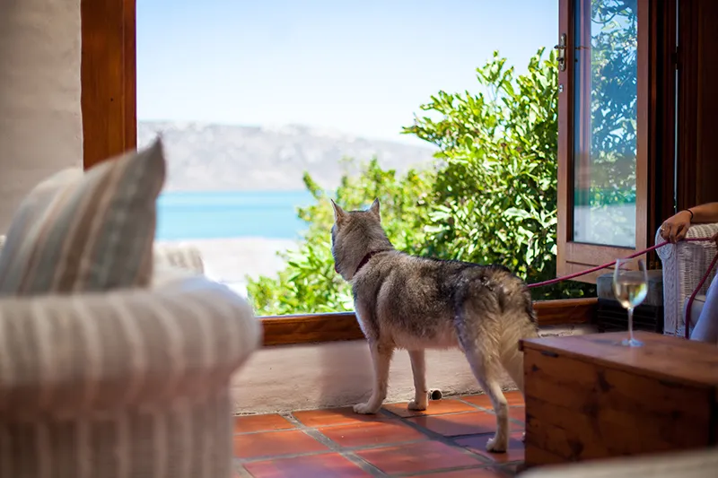 Dog on leash looking out window at scenic view with ocean and mountains