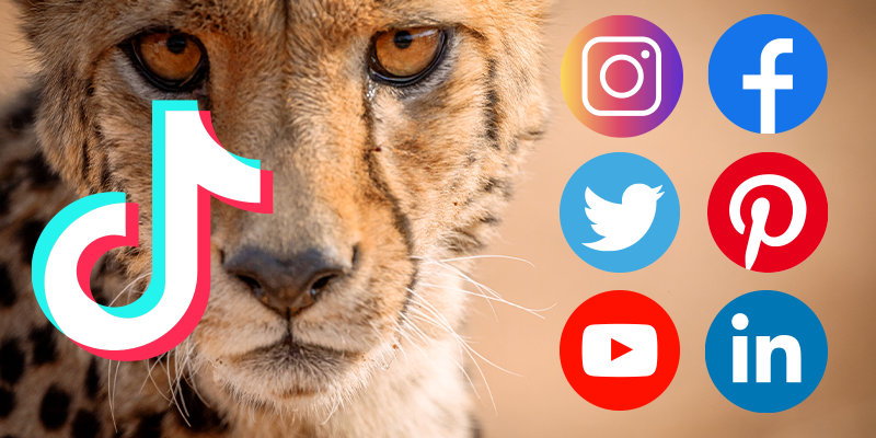 Cheetah Ecolodge at Cheetah Conservation Fund