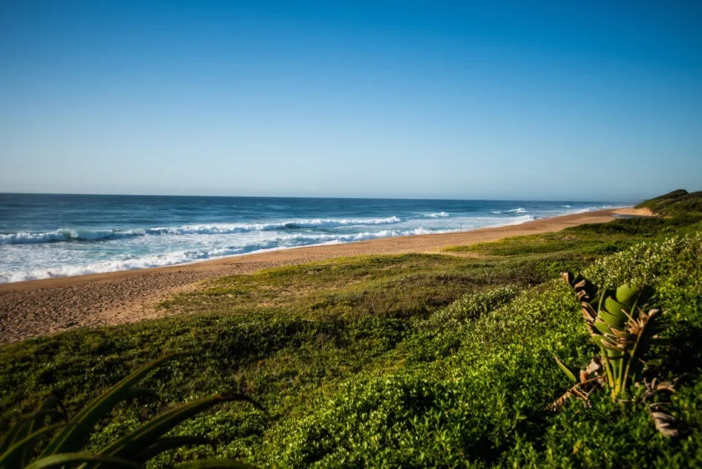 Sandy beach with green vegetation and ocean waves under a clear blue sky